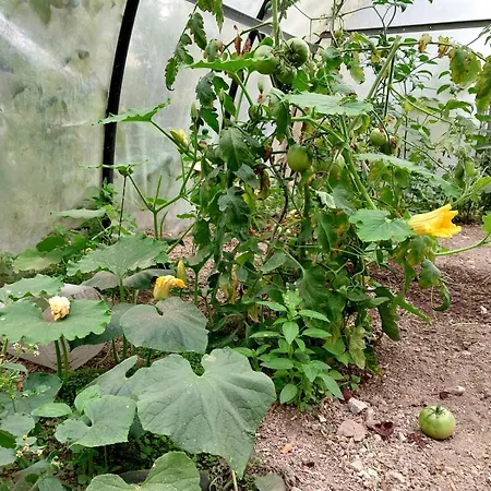 Au Chant Du Coq * Vauchelles-les-Quesnoy